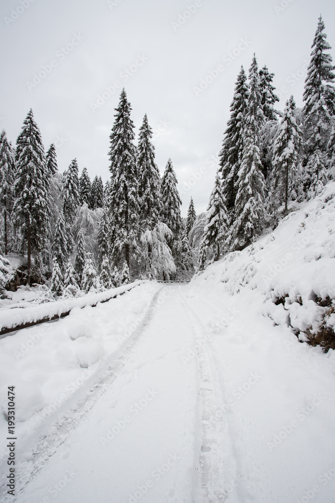 paesaggio invernale in Val Canali, nel parco naturale di Paneveggio - Trentino paesaggio invernale in Val Canali, nel parco naturale di Paneveggio - Trentino