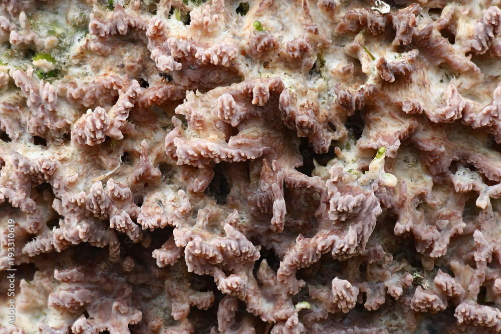 Wrinkled crust fungus, Phlebia radiata Wrinkled crust fungus, Phlebia radiata