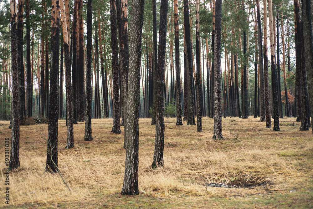 Fototapeta premium Background with pine forest and old dry grass