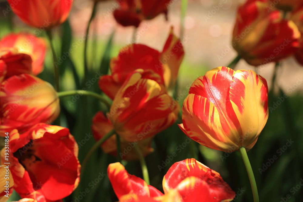 チューリップ　tulips