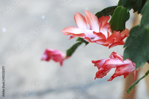 Pink Christmas Cactus in Bloom on a snowy day
