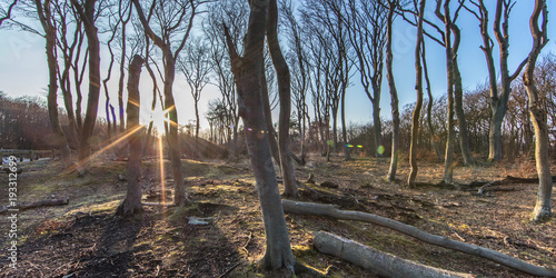 küstenwald photo