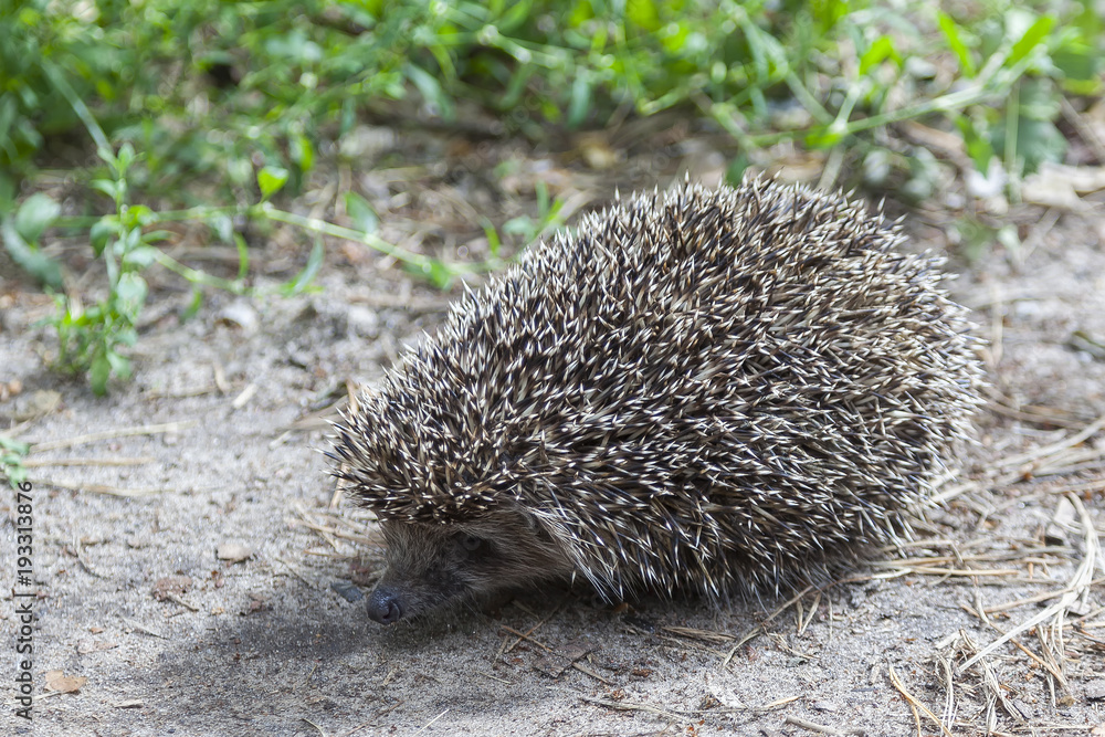 Fototapeta premium hedgehog on the forest road close up