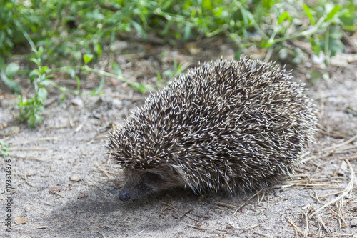 hedgehog on the forest road close up