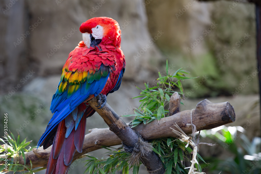 Perched Red Blue Scarlet Macaw