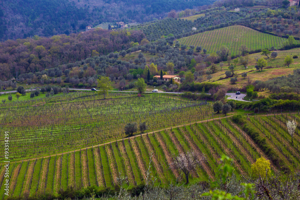 Typical Tuscan landscape Typical Tuscan landscape