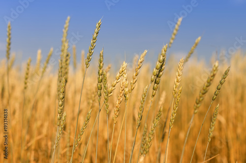 ears of wheat against the blue sky