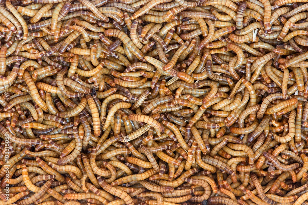 Worms, Meal worms. larvae of the beetle Tenebrio molitor