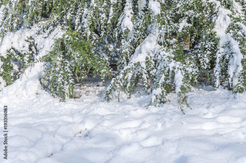 Green pine tree covered with snow and snow in foreground