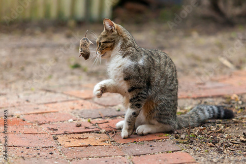 Chasser pour le plaisir - Chat jouant avec un mulot