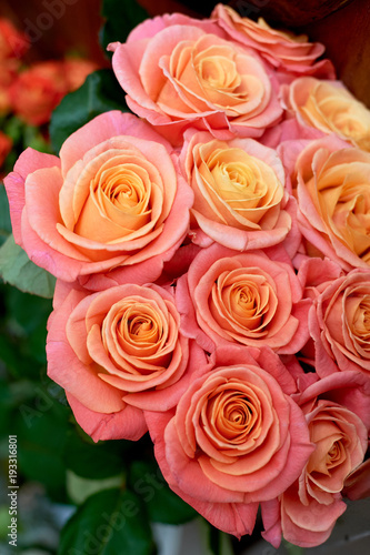 pink roses. Close to each other. Yellow middle