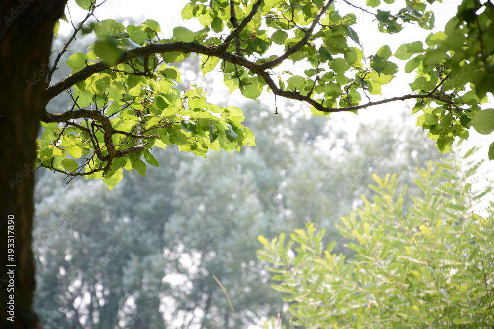 Fototapeta premium Apricot tree in left corner on landscape background