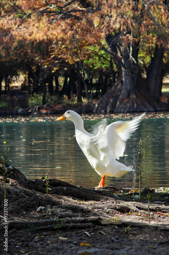 Pato vuela en Camécuaro