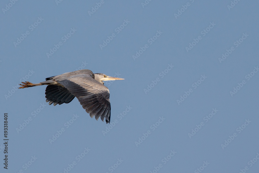 Fototapeta premium Heron on flight