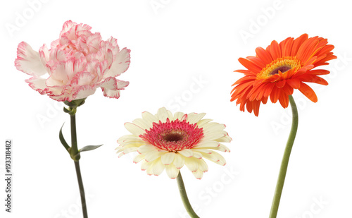 Carnation and gerbera flower isolated on white.