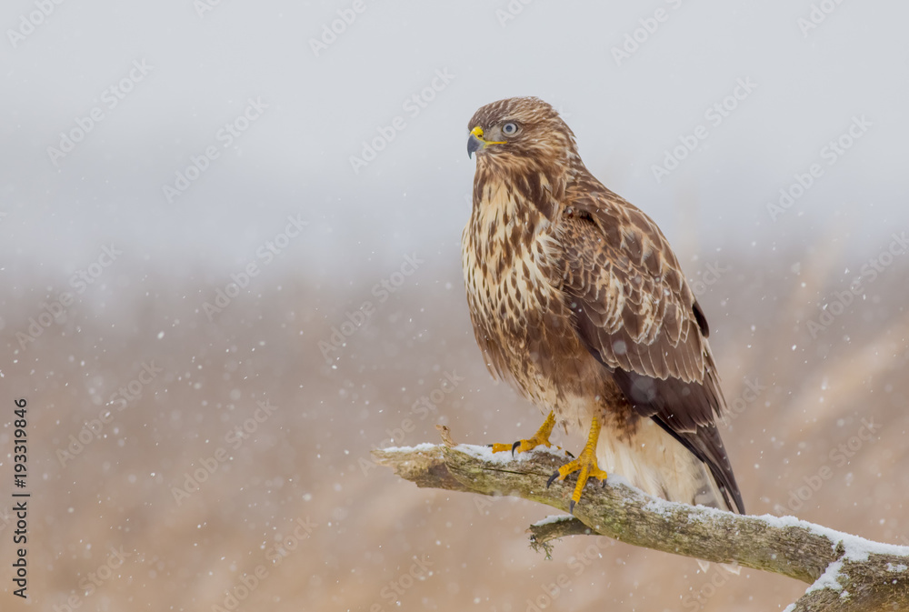 Common Buzzard - Buteo buteo Common Buzzard - Buteo buteo
