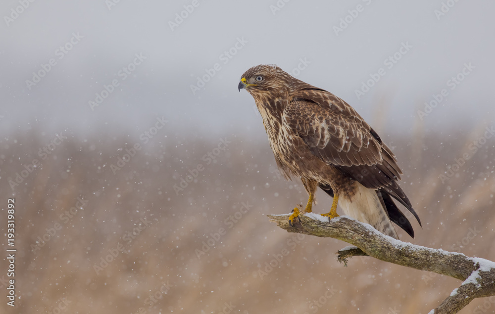Common Buzzard - Buteo buteo Common Buzzard - Buteo buteo