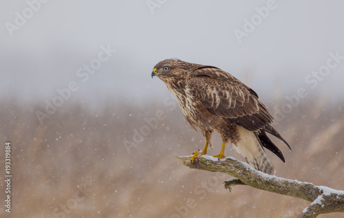 Common Buzzard - Buteo buteo