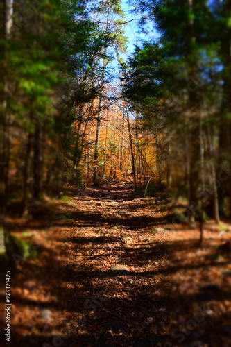 Adirondack Foliage