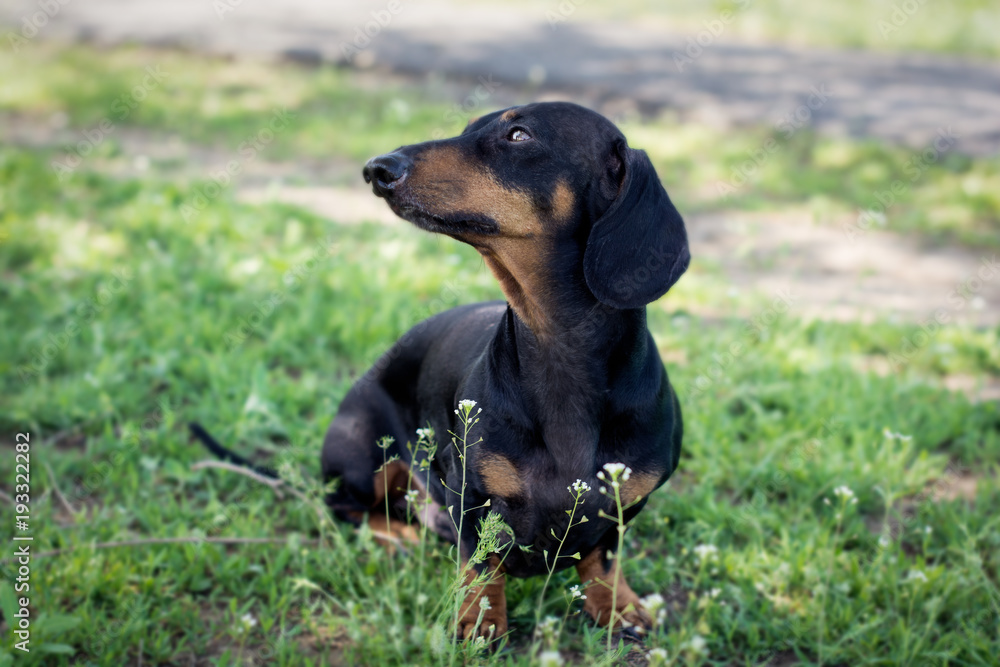 Dog breed dachshund,black and tan, walking  in the summer in the park