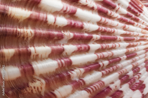 Sea shell close-up. Background