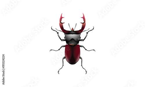 Nsect Stag Beetle Bug