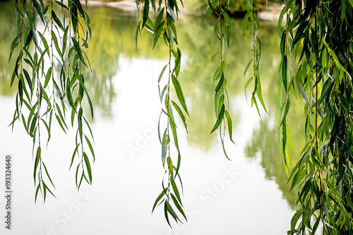 over river hang willow branches,  bright summer day photo