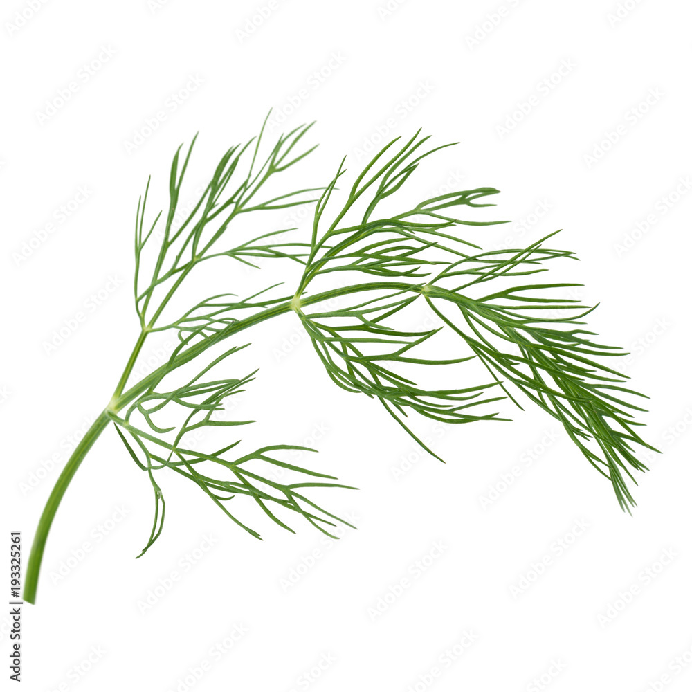 Fototapeta premium dill isolated on white