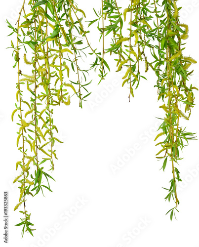 Young foliage and flowers of willow. Isolated. Spring. nature. Flowering  branches willow.