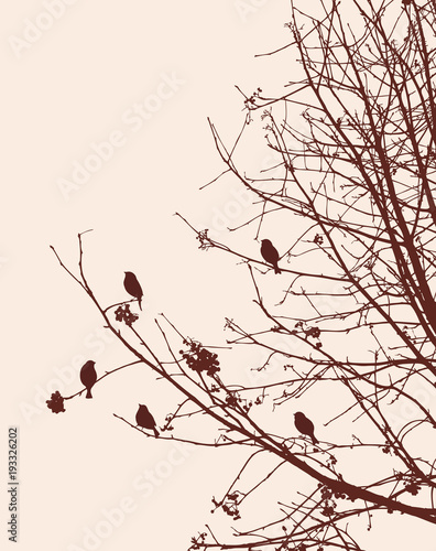 Birds on the rowan branches in winter