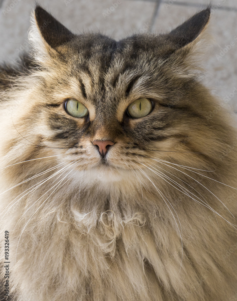 Long haired cat of siberian breed, hypoallergenic pet foreground. Brown tabby
