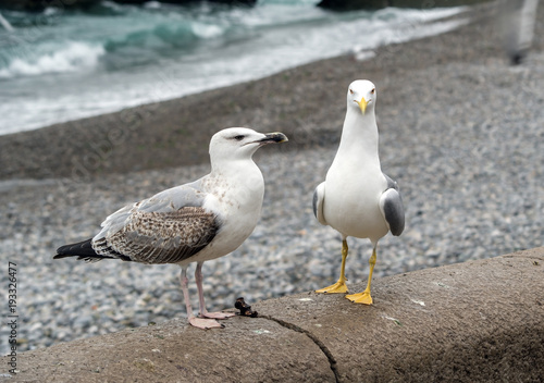 White and grey seagulls on rest © AVD