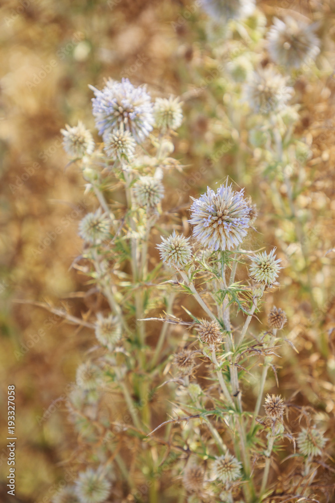 Blooming pherical thorn morgue. Cyprus plant