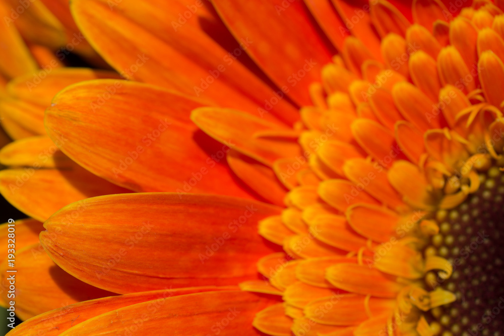 Amazing colorful Spring flowers in macro Amazing colorful Spring flowers in macro
