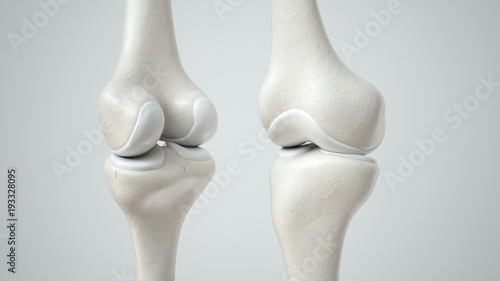 Knee joint with healthy cartilage, front and back- 3D Rendering photo