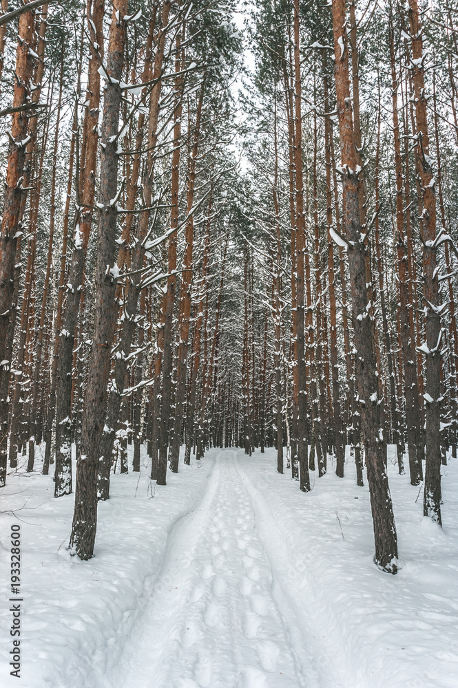 Snow-covered country road in the winter pine forest Snow-covered country road in the winter pine forest