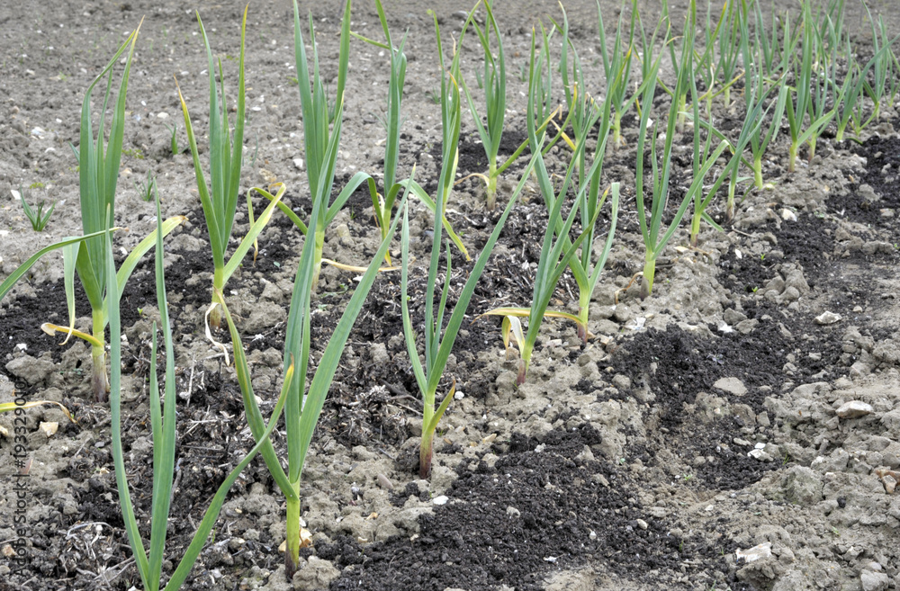 Garlic