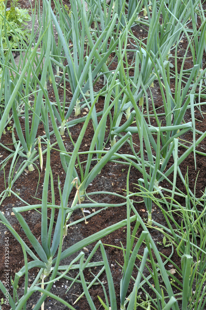 Onions