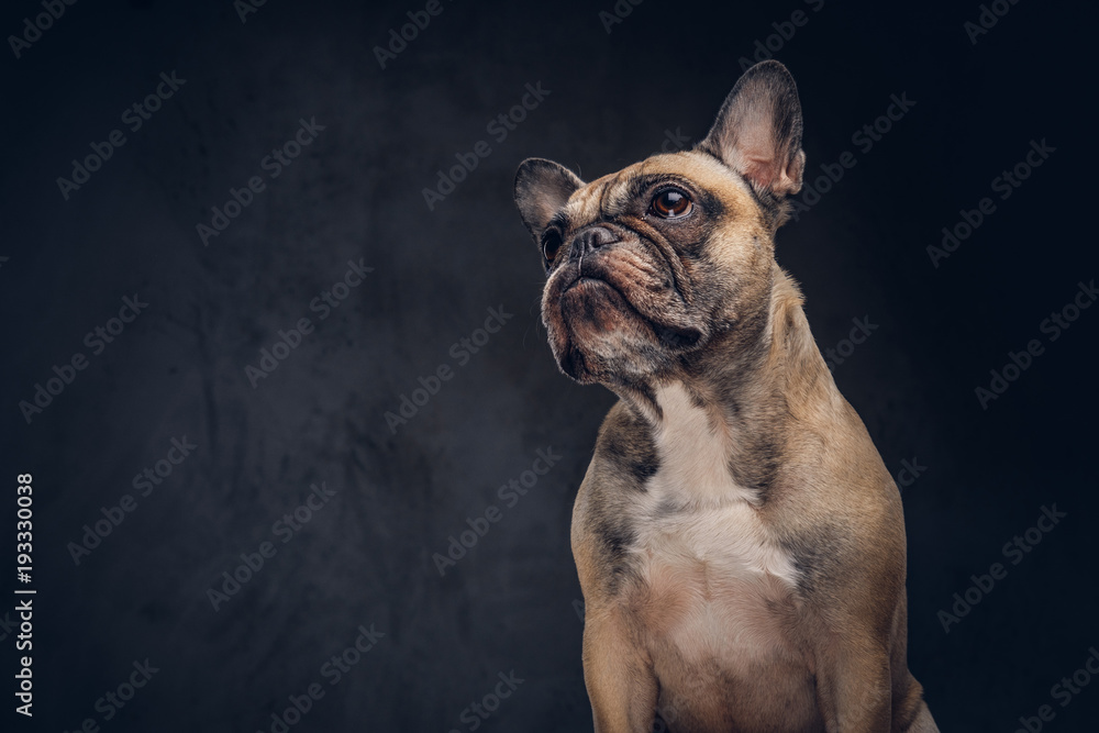 Portrait of a cute pug dog. Isolated on a dark background.