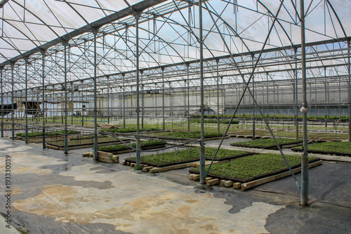 salad in greenhouse