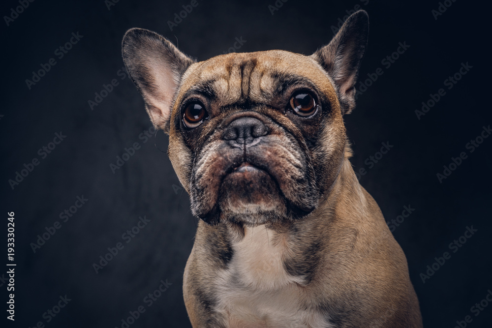 Portrait of a cute pug dog. Isolated on a dark background.