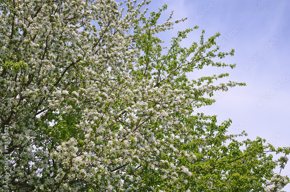 Blossoming apple tree on a blue sky background.