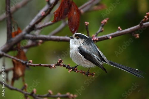 Codibugnolo (Aegithalos caudatus) photo