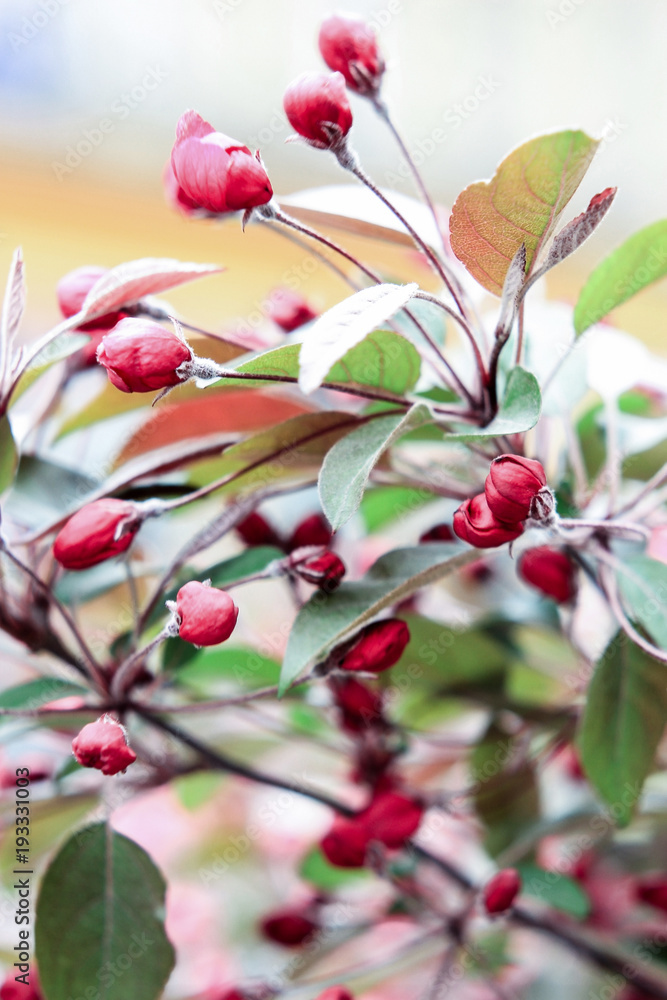 Obraz premium Bright pink sakura flowers on a white background