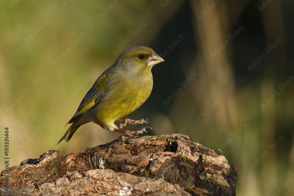 Fototapeta premium Verdone ( Chloris chloris) 