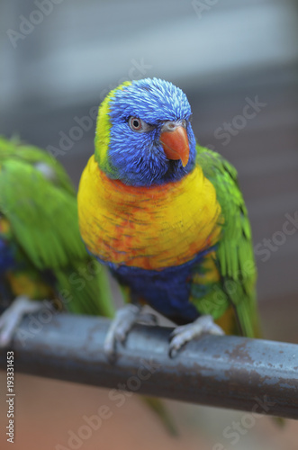 rainbow lorikeet