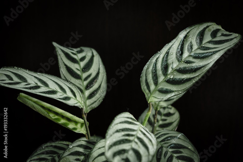 calathea ctenanthe plant on...