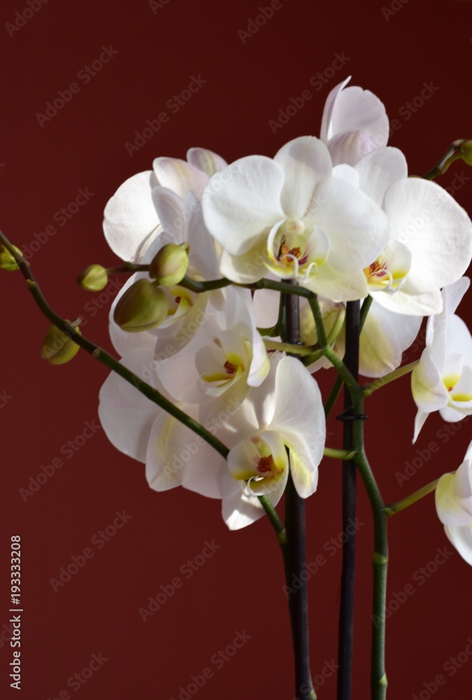 Obraz premium Orchidea