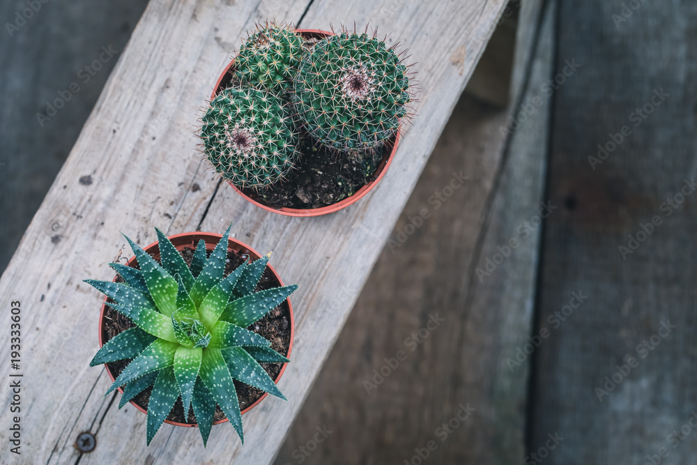 Green Cactus on rustic wooden background. Toned vintage. Flat lay