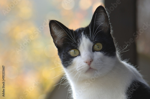 Black & White Cat Portrait Outdoor, Fall Colors Background on a Sunny Day